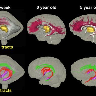 🧠 Neurociencia Colombia tweet media