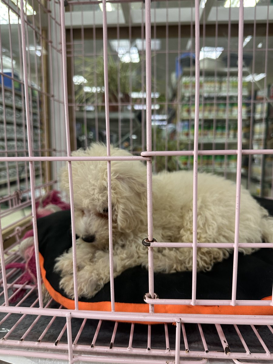 Dayalfu's tweet photo. Porque le siguen permitiendo esto a Melo 🥺🥺 https://t.co/IdB7VGAcix