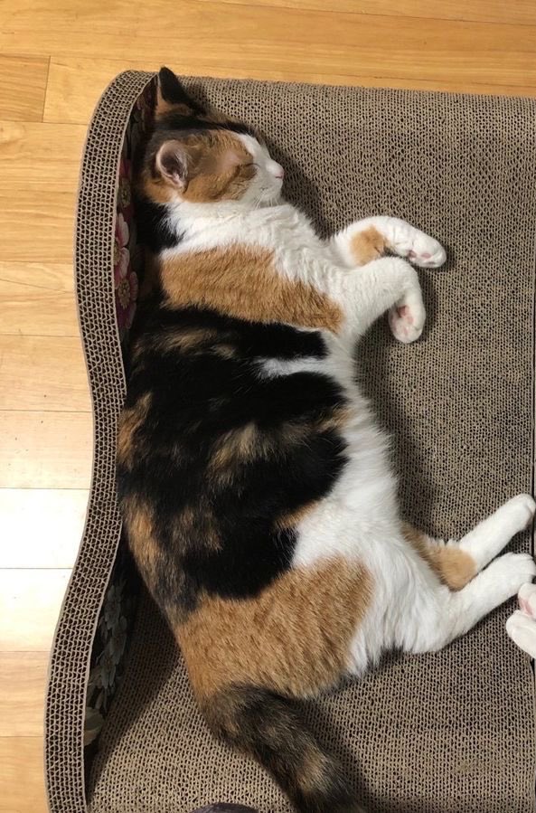 like father like daughter