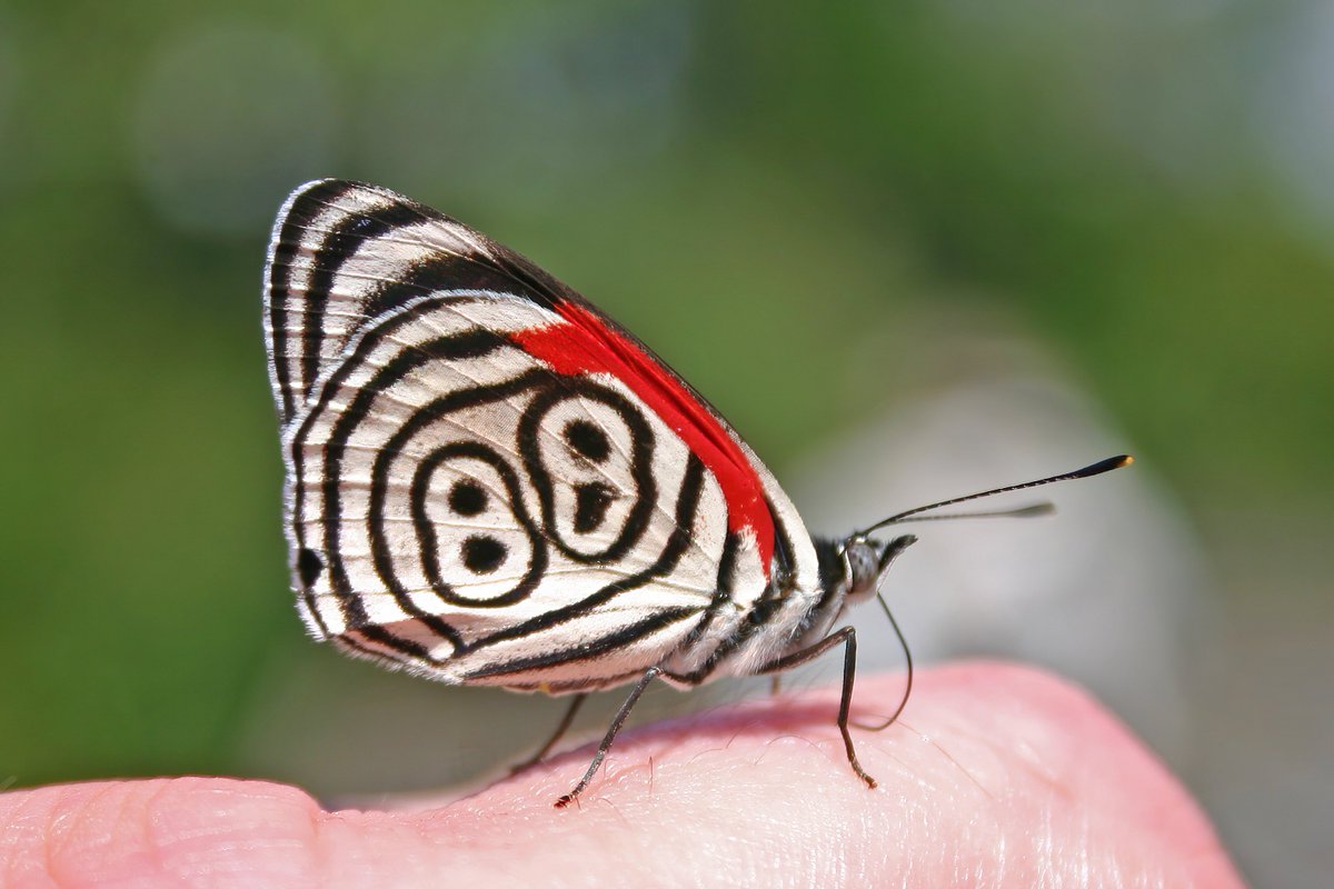 22hrr22min's tweet photo. anna's eighty-eight butterfly https://t.co/IsyCVPoIsl