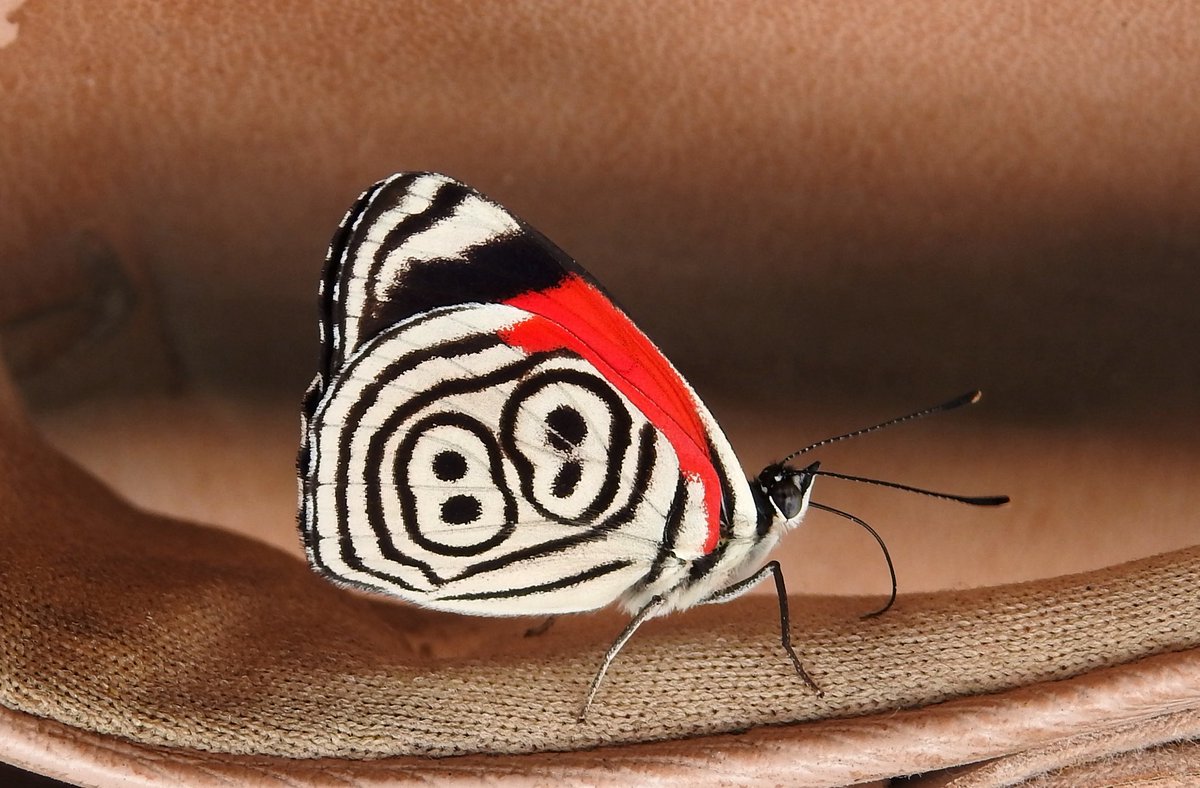 anna's eighty-eight butterfly