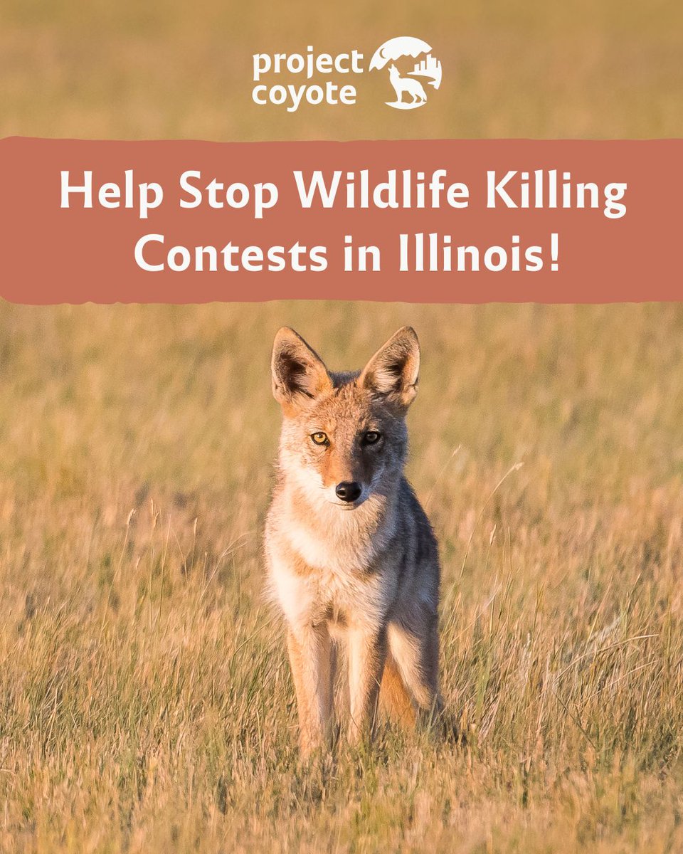 Project Coyote tweet media