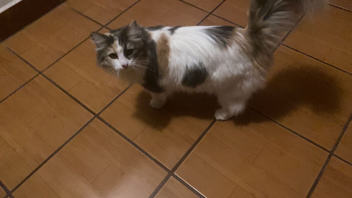 Enjoy a pic of my cat