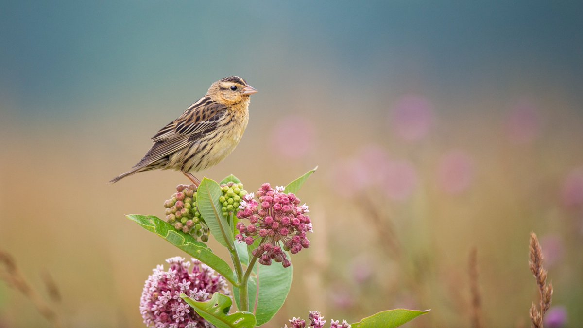 National Fish and Wildlife Foundation tweet media