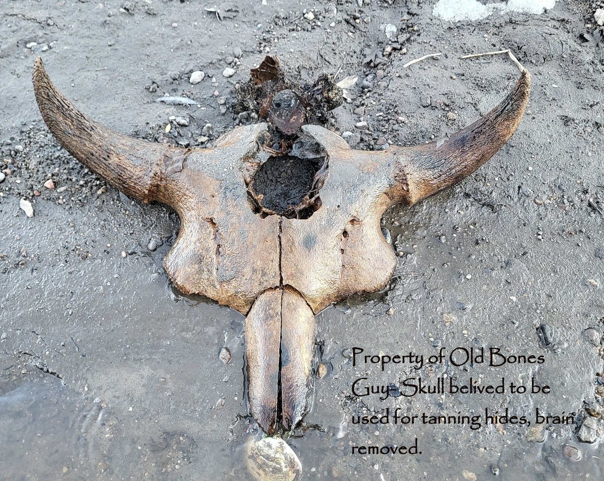 All About Bison tweet media