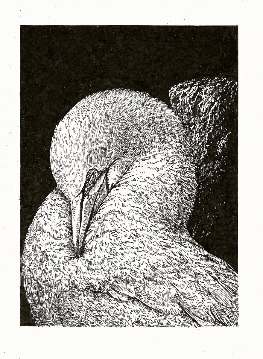 Ik heb een tekening gemaakt. Het is wederom een Jan van Gent. Deze slaapt. 

‘Bij de klif’
29,7 x 21 cm
Inkt op papier 

Delen is lief.