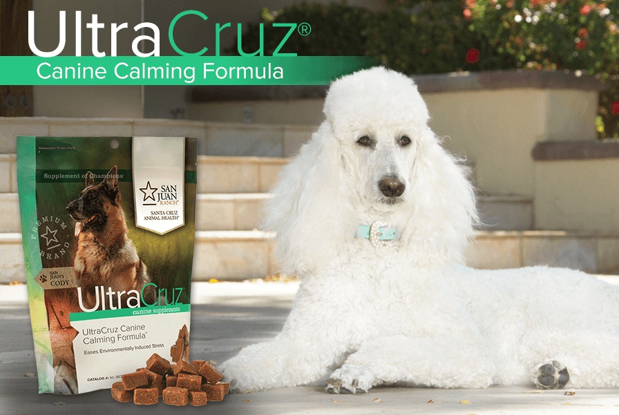 UltraCruzCanine's tweet image. UltraCruz® Canine Calming Supplement features premium, natural-derived ingredients like chamomile, valerian root, and L-theanine — all known for their soothing qualities — to support relaxation and encourage a calm, content attitude. #UltraCruzCanine #Calming