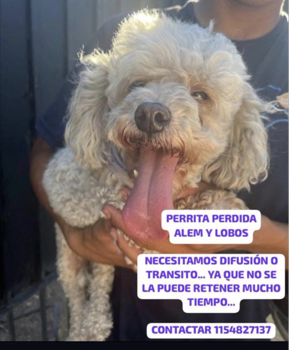 Me pidieron que difunda y allí está !
Ojalá X haga lo posible para que se encuentren con su dueño !
🙏🥹🐕🐾