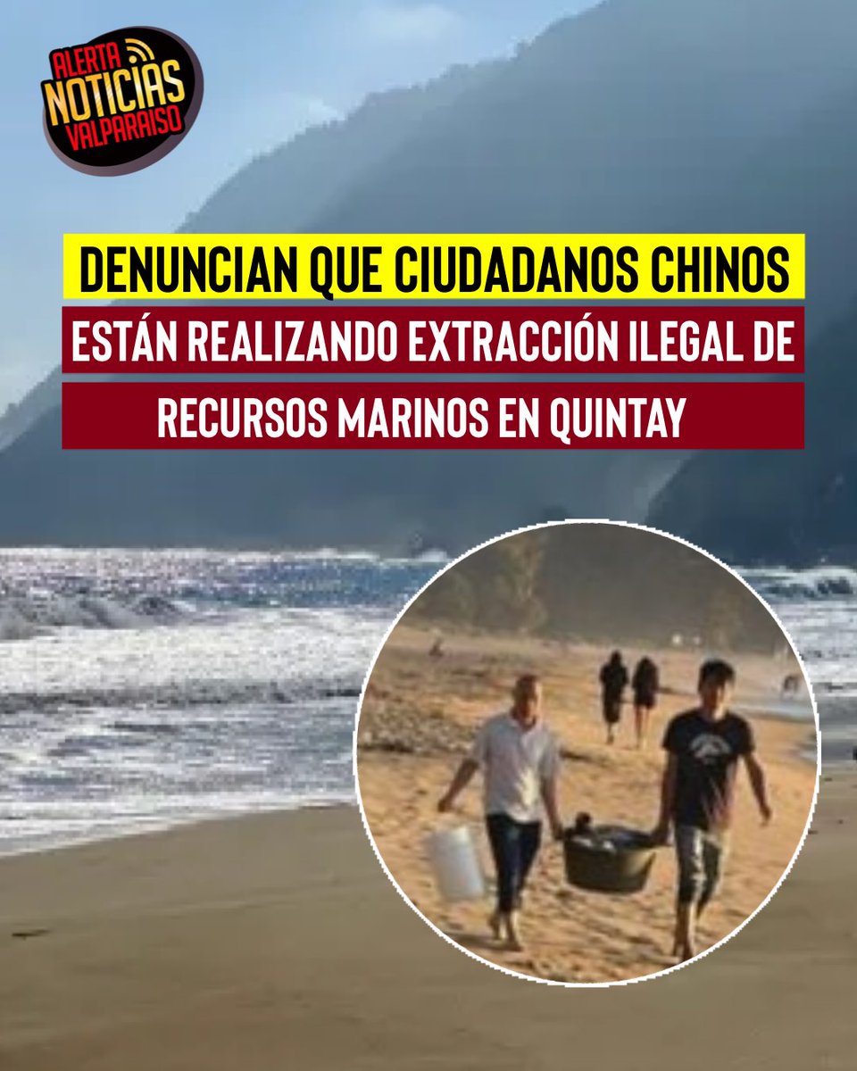 AlertaNoticiasV's tweet image. Habitantes de Quintay acusan la extracción irregular de jaibas, erizos y locos en veda, situación que estaría superando los límites permitidos por la normativa vigente.

Los hechos se registran en Playa Grande, en la localidad costera de Quintay, región de Valparaíso, donde