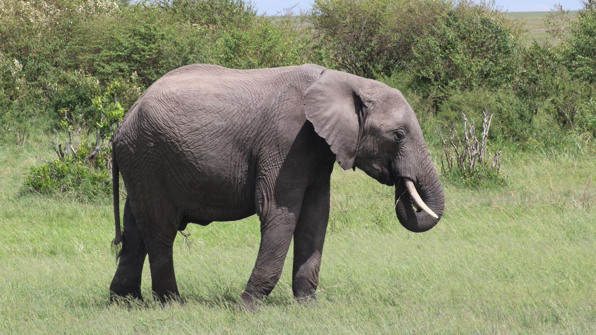 ConservationPhysiology tweet media