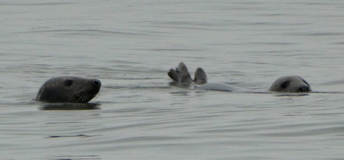 Walney Island tweet media