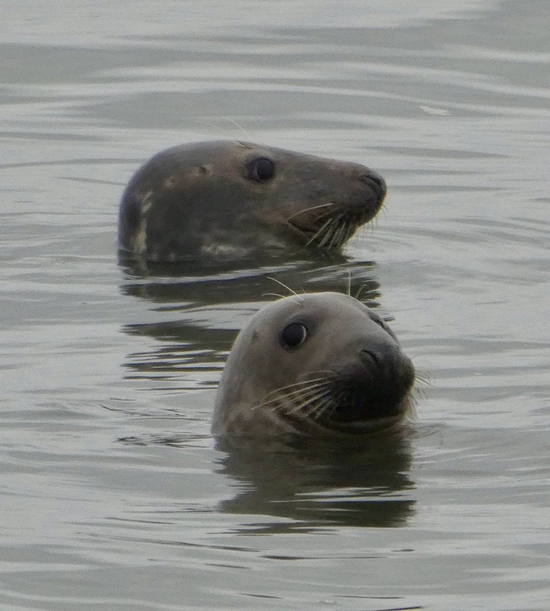 Walney Island tweet media
