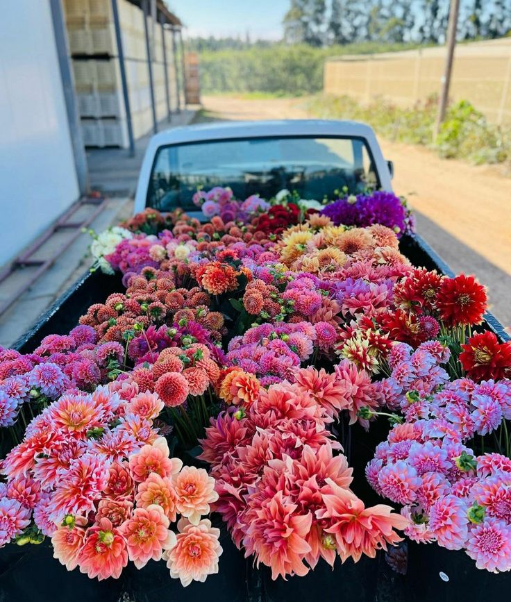 Farah Harb tweet media