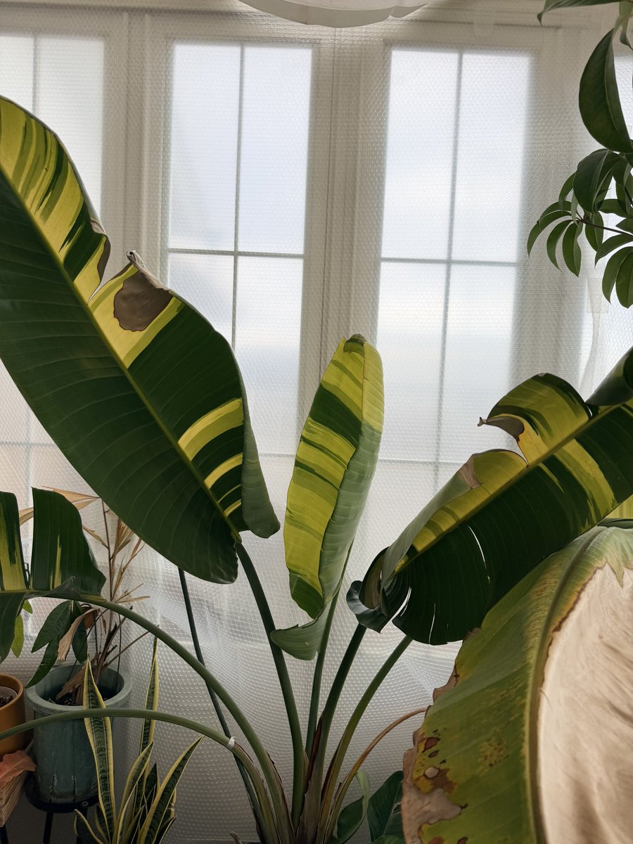 UrbanJungle (@urbanjungle1985) / Posts / X