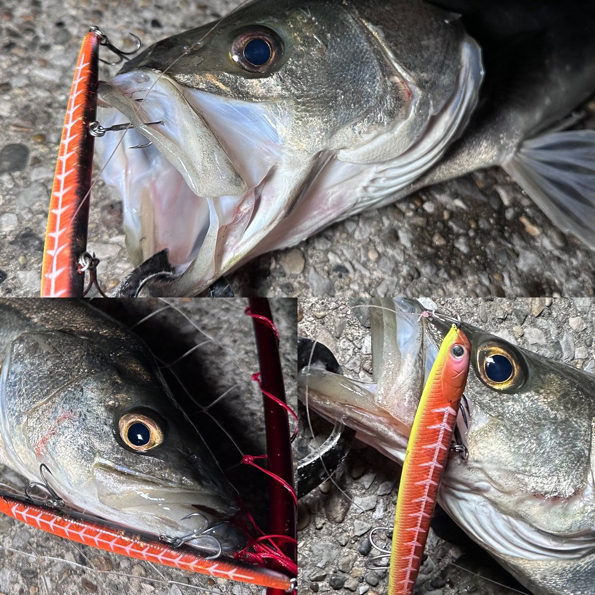 しごおわバチ抜け
シーバス🎣

家の前…管釣り放流日状態😇

入れないので移動。
こちらの河川も普段より混んでる🥹

ワンダースーパースリム135LITE で 61㌢頭に3ゲット。 からの移動して１バラシで終了😇

後中潮は釣り座確保が大変すぎる🤣
#ワンダースーパースリム135ライト
#ラッキークラフト