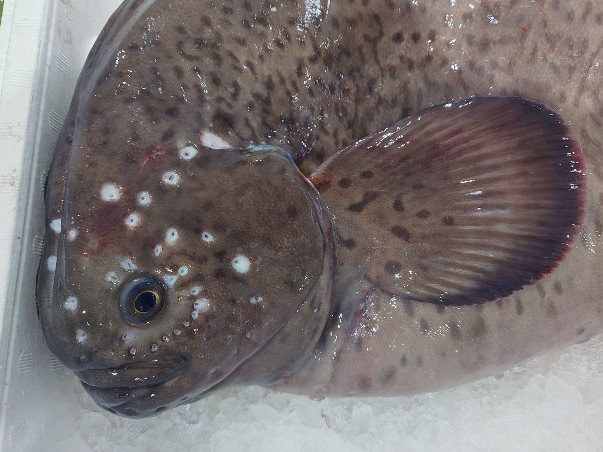 第三桟橋 (@taxafish) / Posts / X