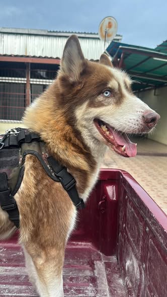 Pido colaboración y apoyo para encontrar a Alkait se lo llevaron el 23 de diciembre de la urbanización las palmas San Juan de los morros, Guárico. desde entonces no se sabe nada de el se agradece su colaboración para encontrarlo gracias 🙏 CASO DE TERCEROS...