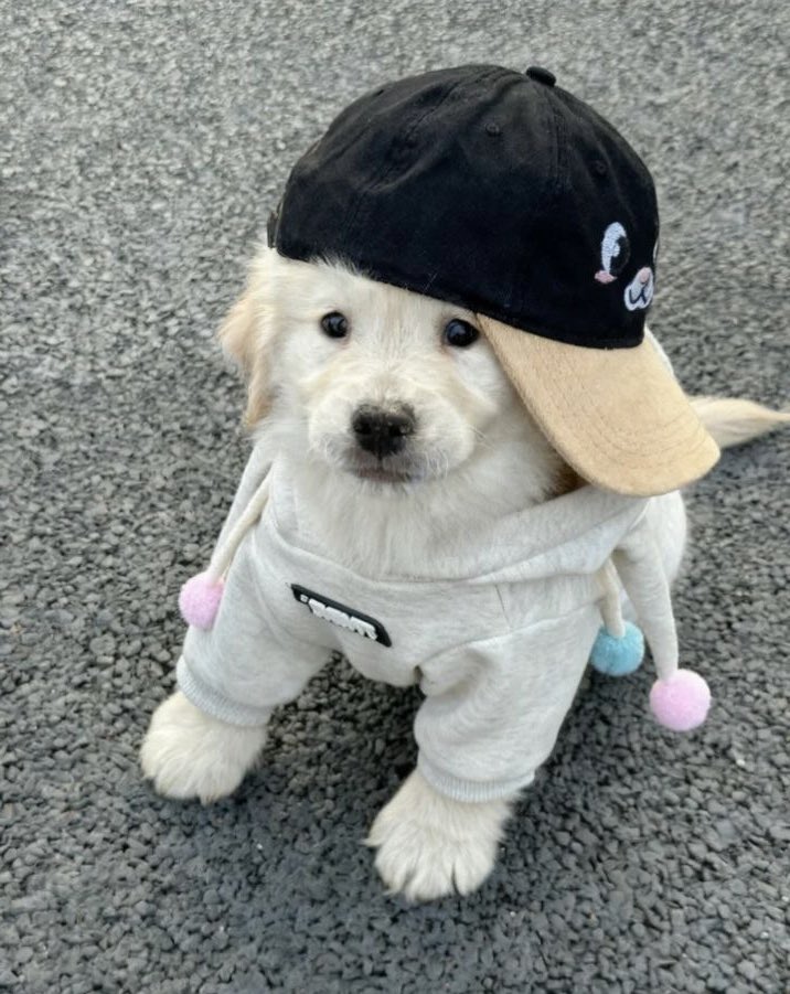 mile (@thebambiclub) on Twitter photo 