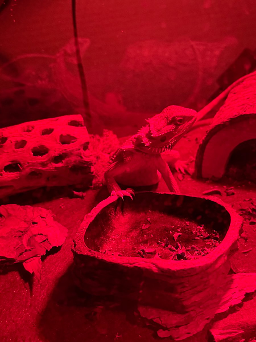 I get the dragon side eye in the morning when I go to wake up 12. 
She wants to know why her food bowl is empty.