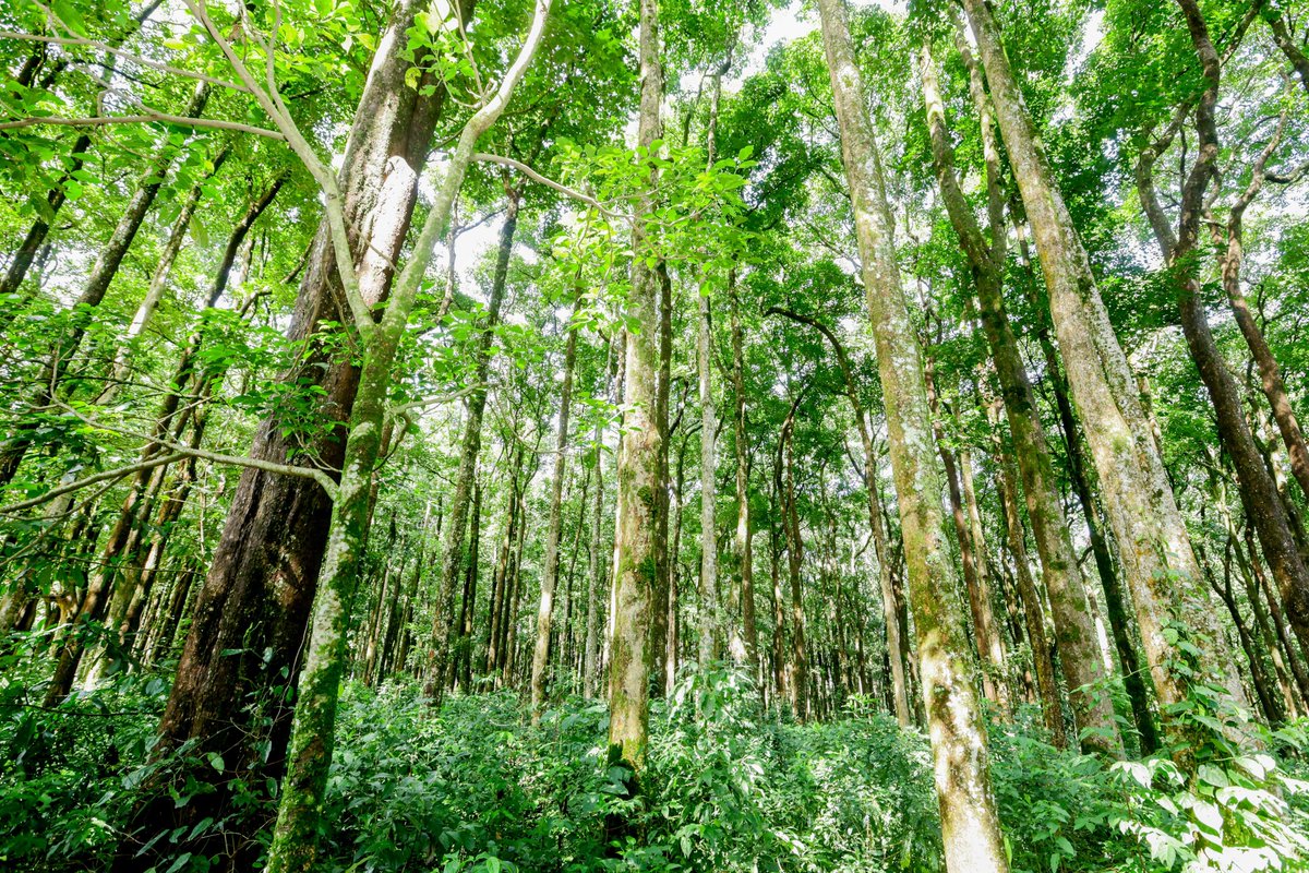 Wangari Maathai Fdn tweet media