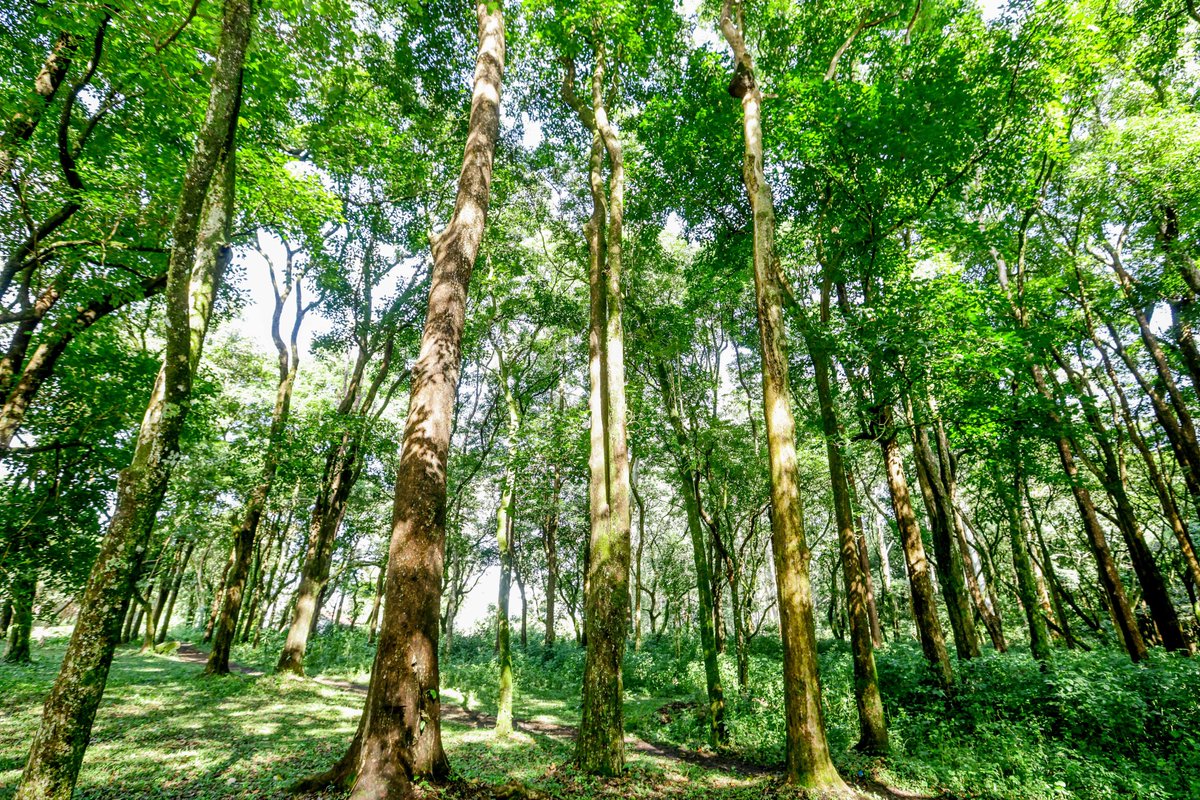 Wangari Maathai Fdn tweet media