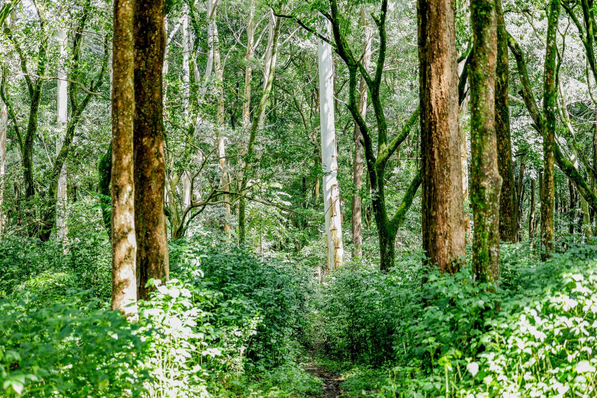 Wangari Maathai Fdn tweet media