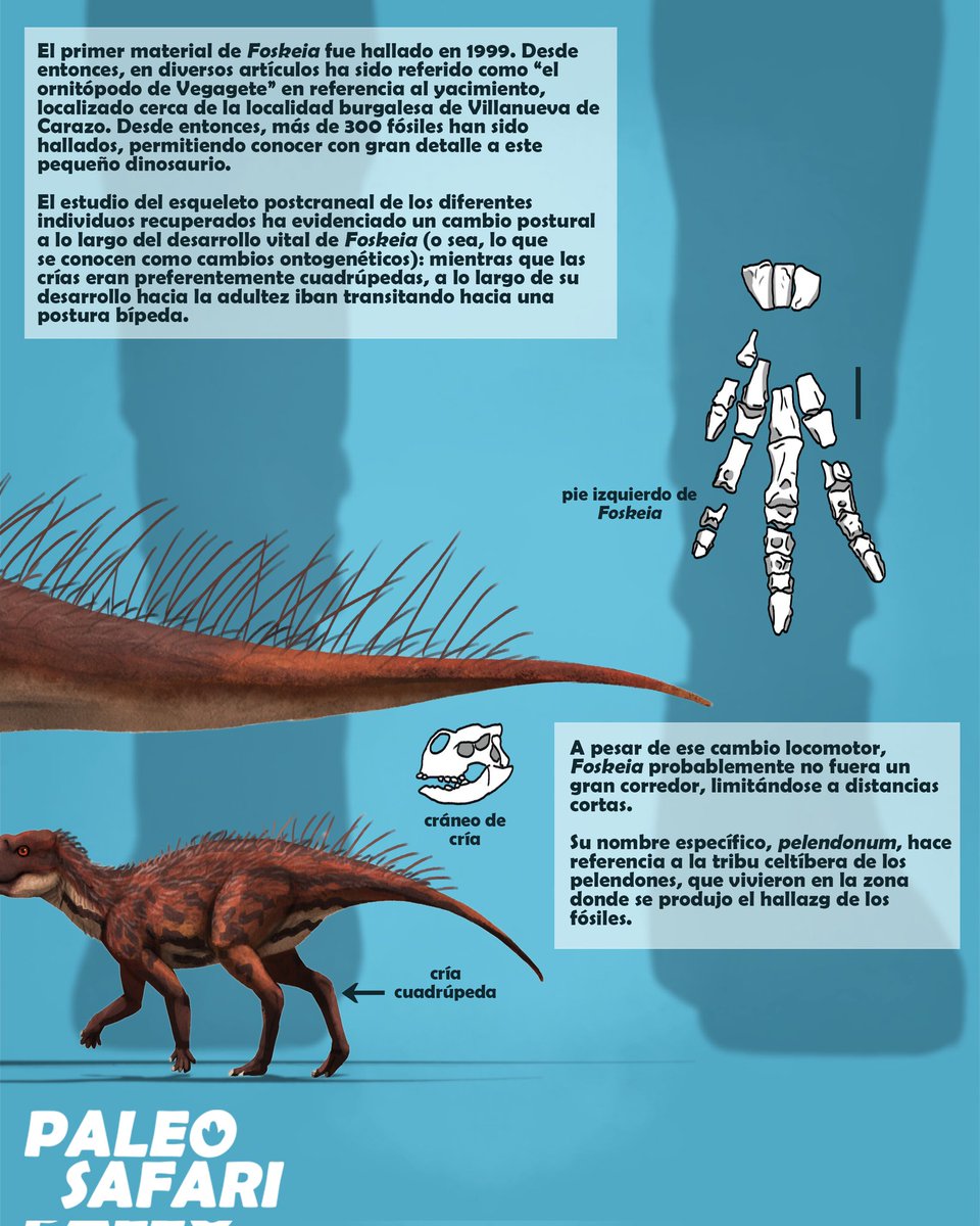 No podíamos inaugurar las fichas de animales prehistóricos de otra manera que no fuese con Foskeia pelendonum, un espectacular nuevo y pequeño dinosaurio publicado a comienzos de febrero por parte de científicos del <a href="/MDinosaurios/">Museo de Dinosaurios</a> <a href="/FDinosaurios/">FundaciónDinosaurios</a> y <a href="/Conicet/">Conicet</a>