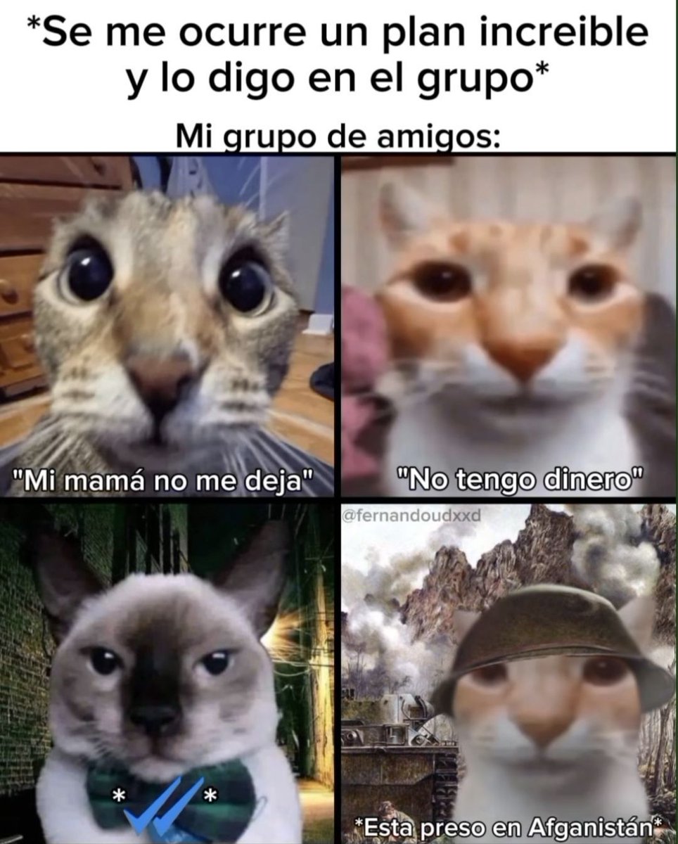 chincheto pirata somali (@wikipistacho) on Twitter photo 