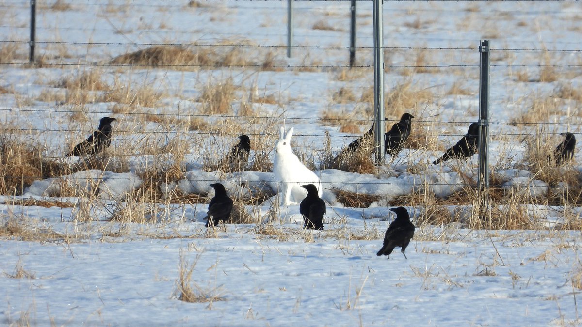 おおくら tweet media