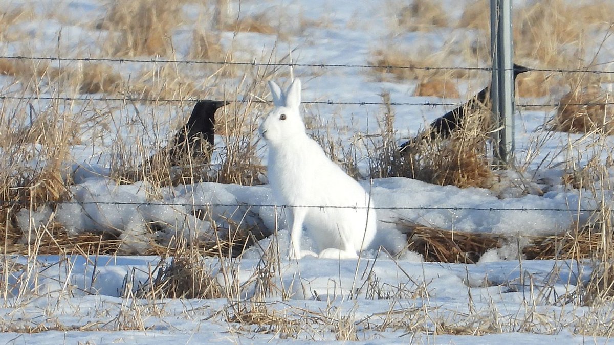 おおくら tweet media