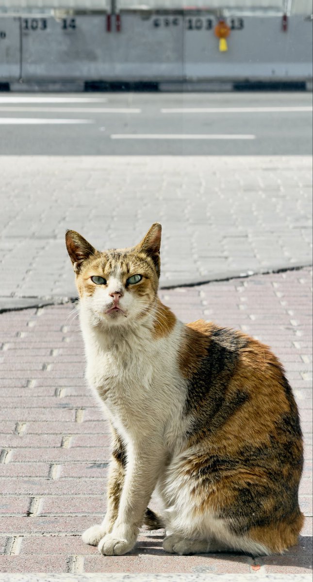 Sanalvariyath's tweet photo. #shotoniphone @Apple #dubai #cats https://t.co/xua8BaPmTl
