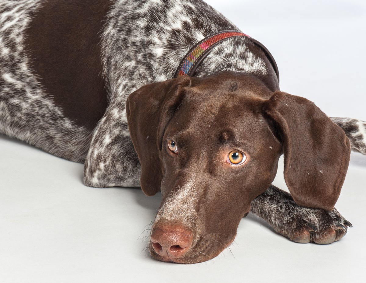 CPDattheRVC tweet media