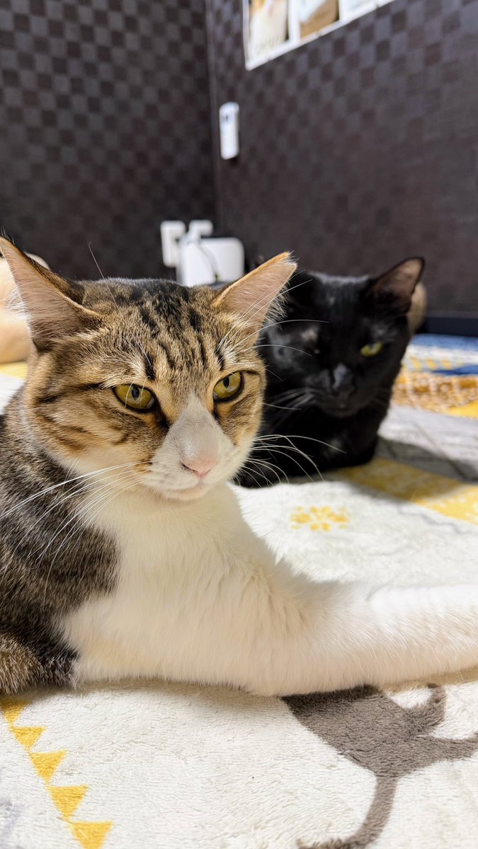 🌺うぬ🌺 (@unnnu) / Posts / X