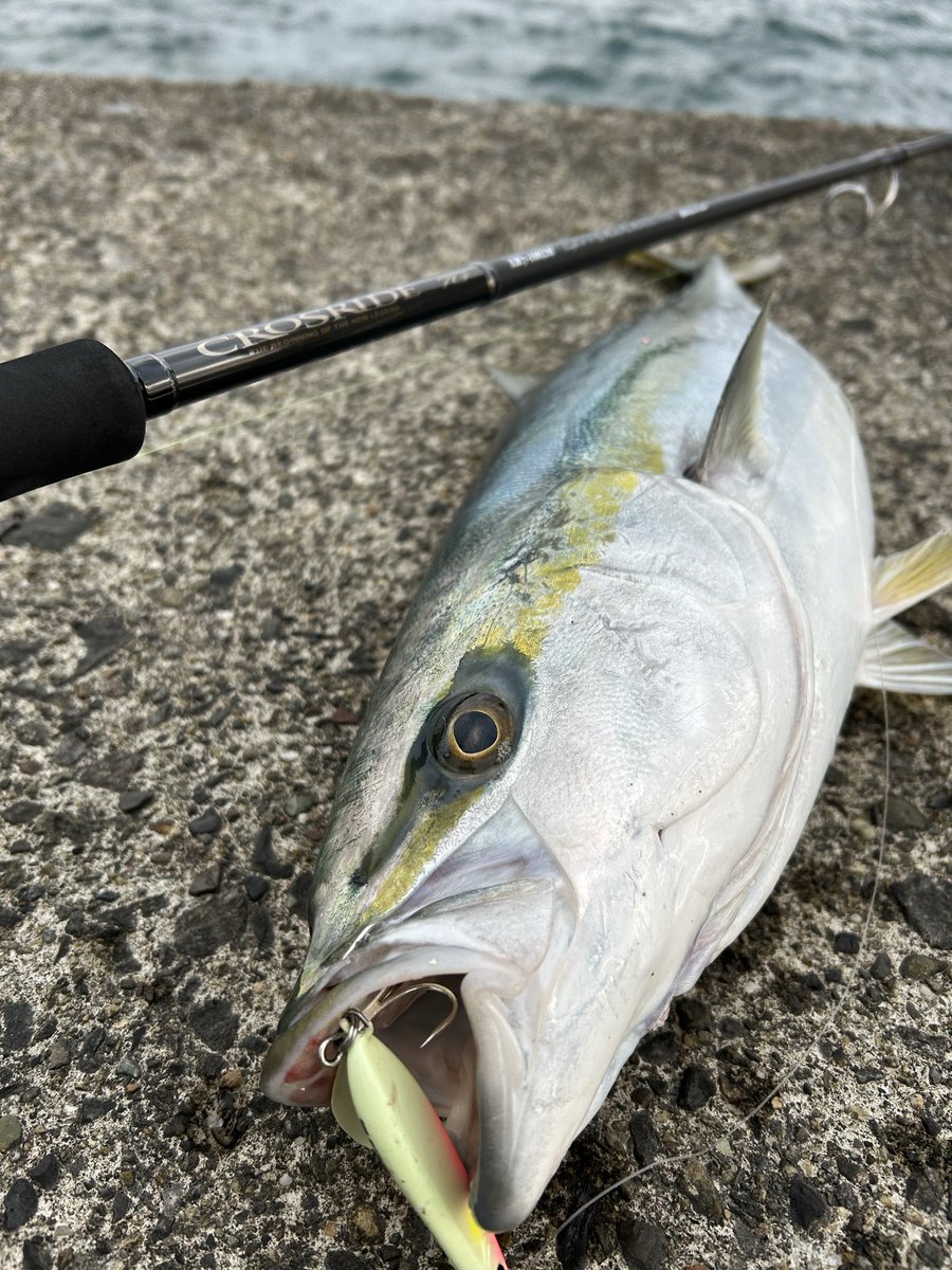 メジャークラフト株式会社 (@info_majorcraft) / Posts / X