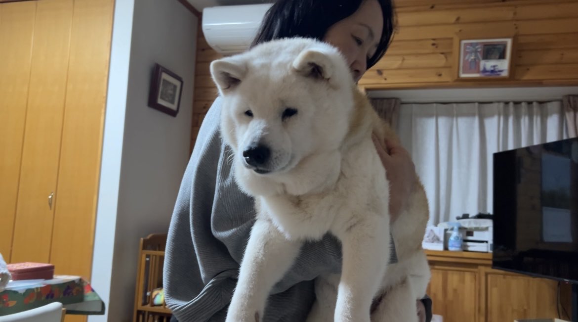 しばわんこ生活 (@toshi38410872) / Posts / X