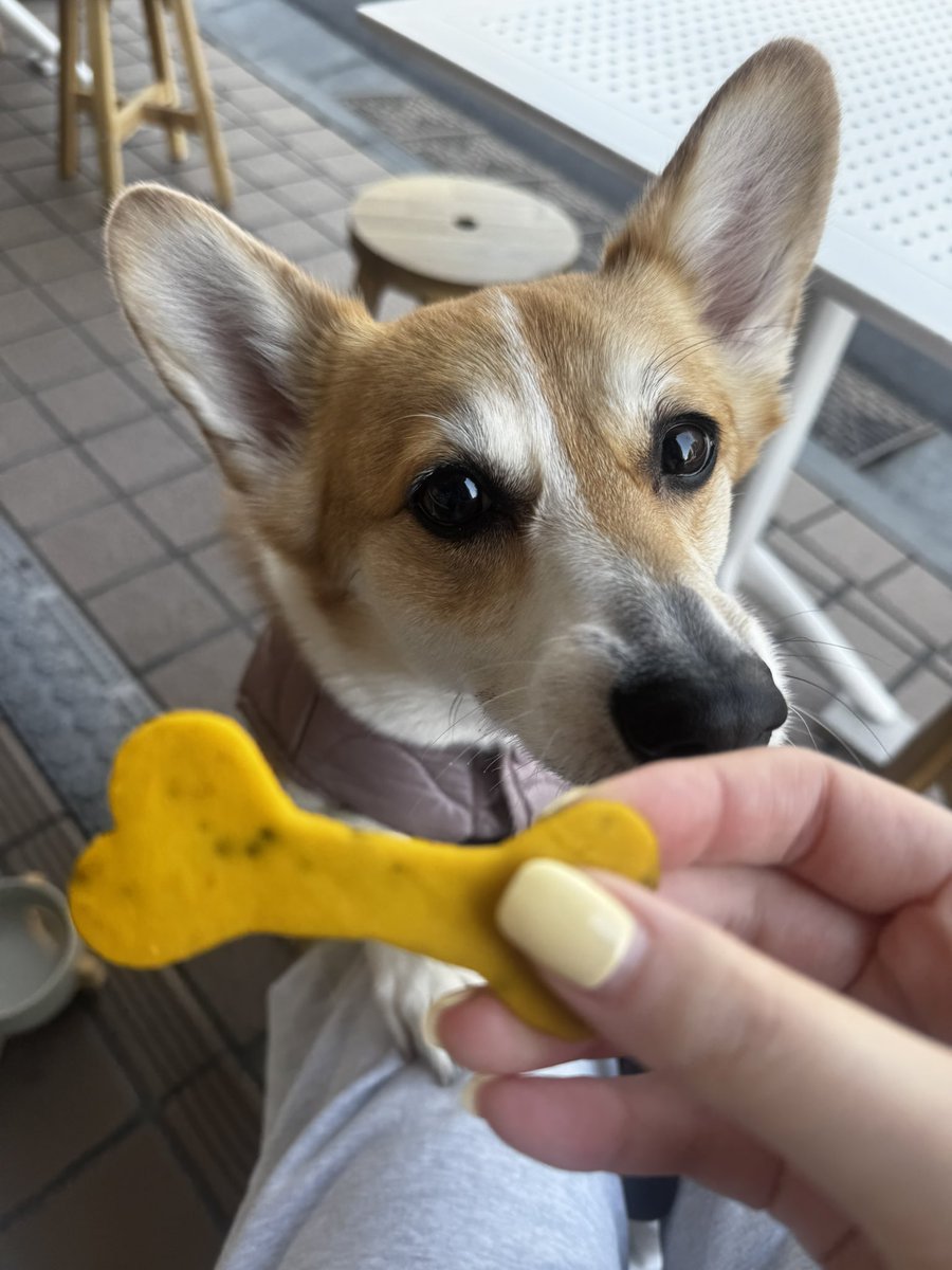 PonCorgi's tweet photo. 日曜日のふたりで朝カフェ☕️🐶🧡 https://t.co/e8Fwj8UZWK