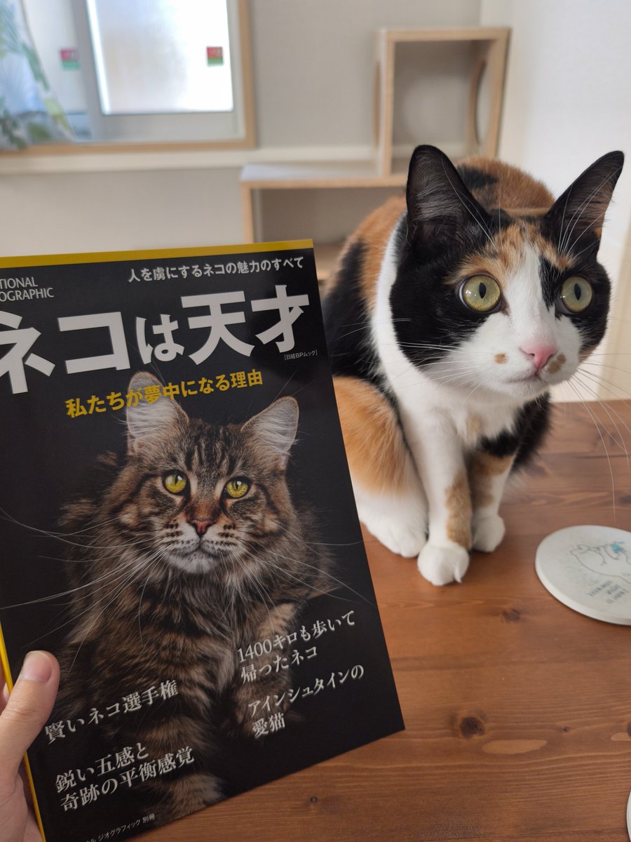 表情が、現場猫だぁ