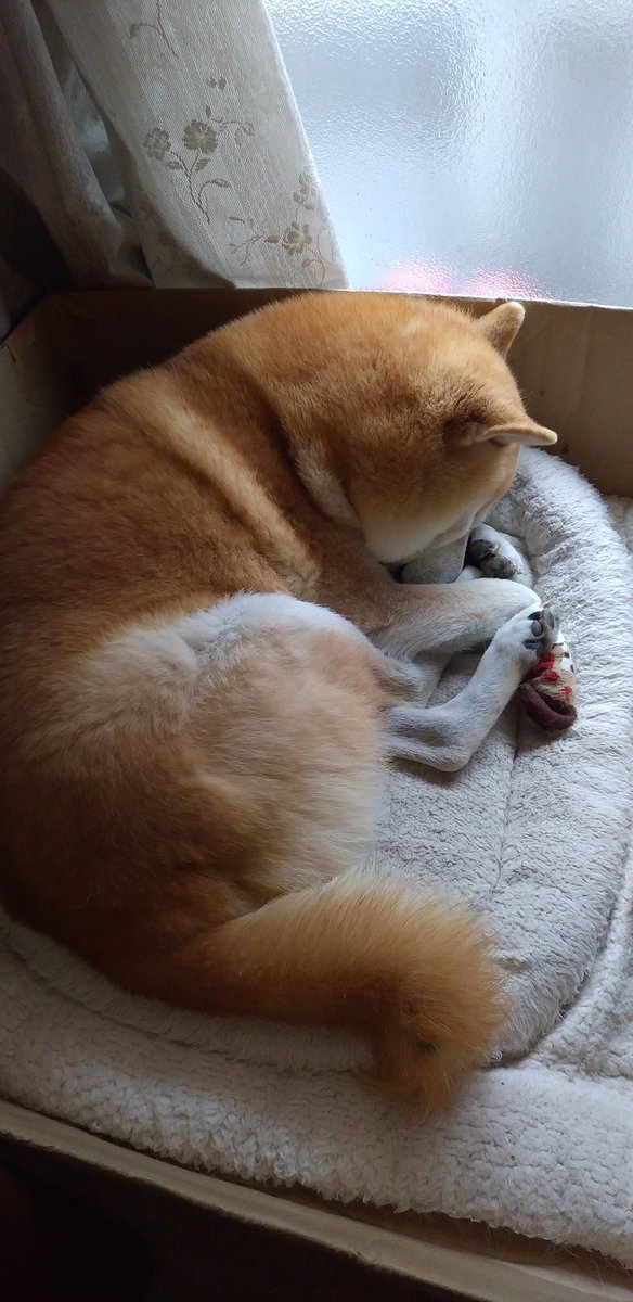 アッキー🍊Orange Edition tweet media