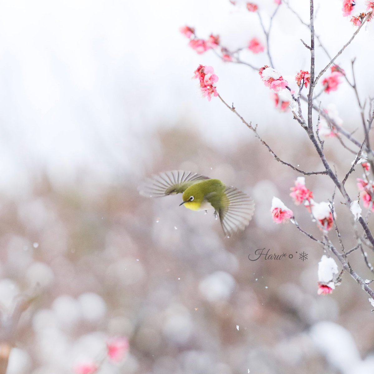 𝙷𝚊𝚛𝚞✶𝚔𝚊𝚘𝚛𝚞𝚑𓂃 ☃︎𓈒𓏸⋆꙳❅ tweet media