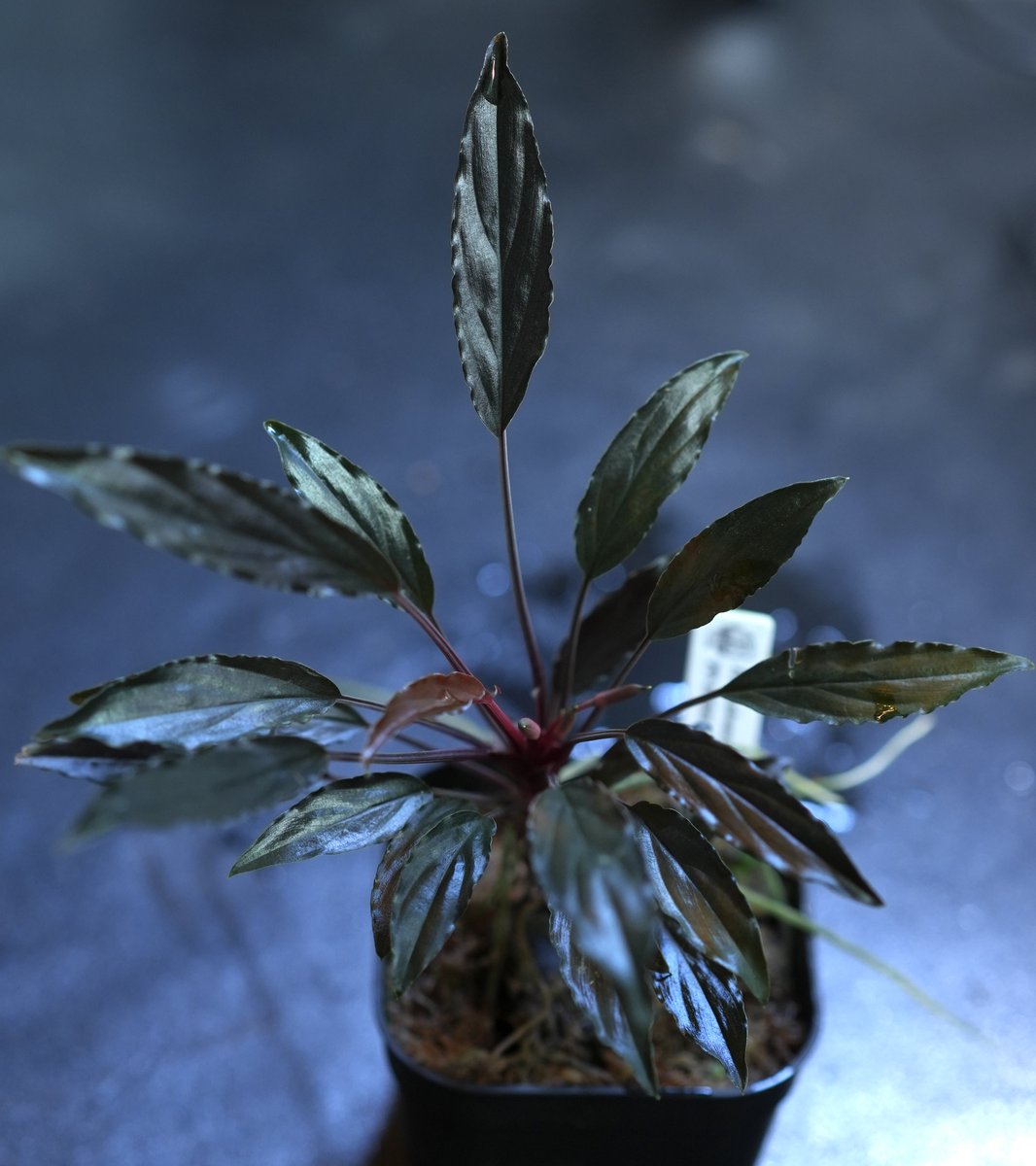 なんだか…どんよりしたTLを感じてるので… かっちょいいホマロメナ置い