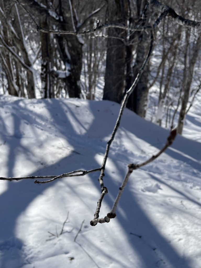 笹ヶ峰での #ニホンザル 調査3日目。昨日から追跡している群れを今日も観察できました。ニホンザルが食べたミズナラやツルマサキの食痕も発見！私も食べてみたいと思いました。（笹ヶ峰調査チームの川原）