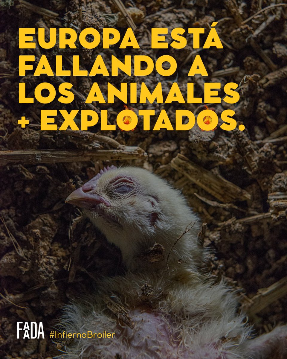 📢🐔 Desde <a href="/faadaorg/">FAADA</a> y @eurogroupforanimals pedimos a la Comisión Europea que redacte leyes firmes y específicas para proteger a estos animales, y que su cumplimiento sea obligatorio en todos los Estados miembros.

Es momento de exigir cambios🌍🔥

¡Comparte!

#InfiernoBroiler