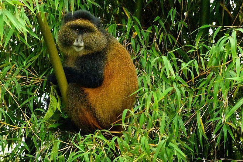 HezaTour's tweet photo. Unlock the extraordinary with @heza_country_tours, where every mile is a memory & every destination is a story waiting to be told. #visitrwanda 🇷🇼
Join us on a journey beyond the ordinary experience, #trekking #goldenmonkey #trekinglovers #letsgo
📞 @250 788 378 961 https://t.co/ucjcOHEAJR