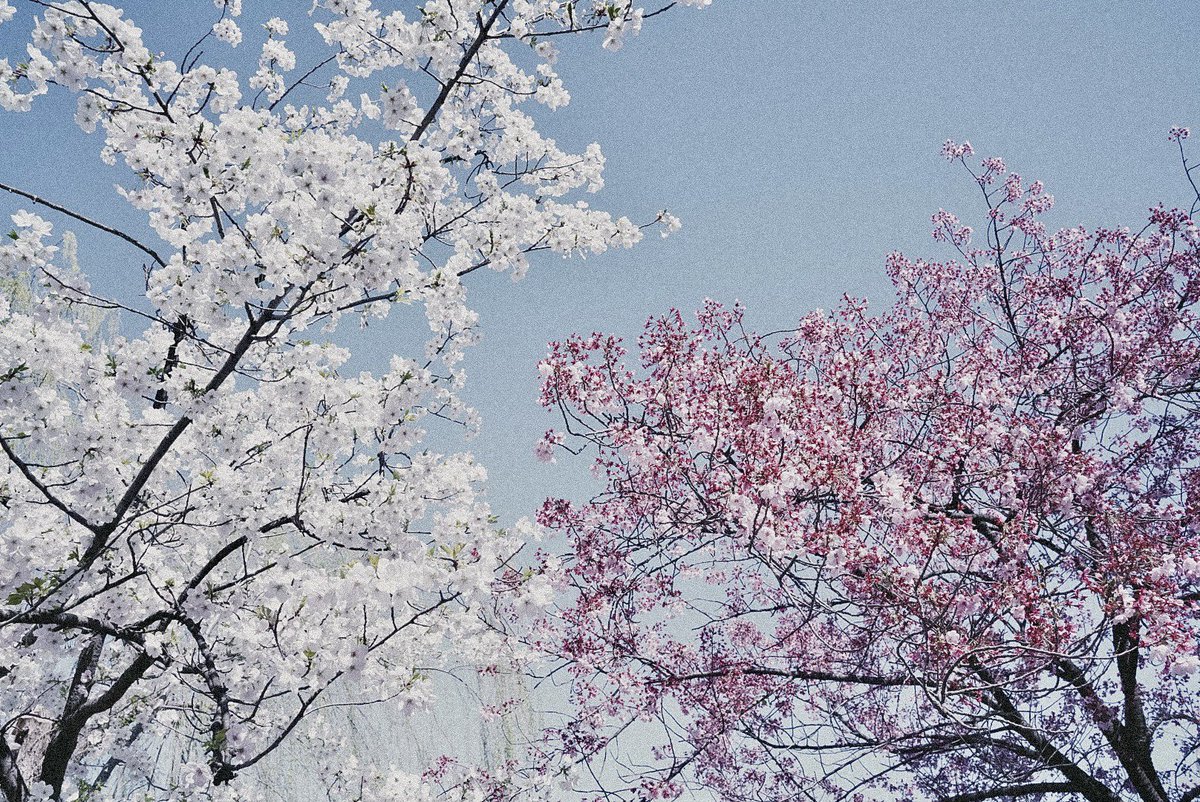 春を待つ