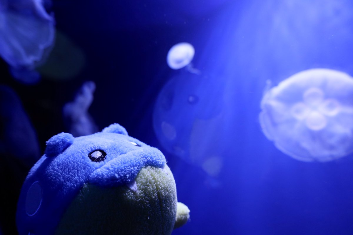 タマザラシとおさんぽ🍧 tweet media