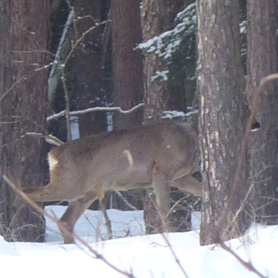 Leśny kamuflaż?... zabawa w chowanego?🧐
Lecz i tak widzę, przecież 😉😅

Dobrego dnia 👍🌲