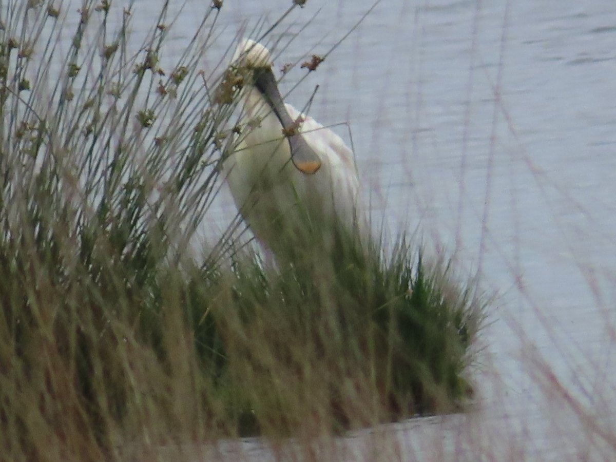 YvonneGrevelink's tweet photo. @ChrRoland ๐ฟ #KleurInDeNatuur ๐๐ธ #dag19 #eierschaalwitrgb 250,240,225 #ColorInNature #day19 #EggshellWhite
Heel vaak is wit niet zo wit. Maar ook niet beige. Vandaag tijd voor alles wat net niet wit is ๐ https://t.co/UxuPMzCrYd