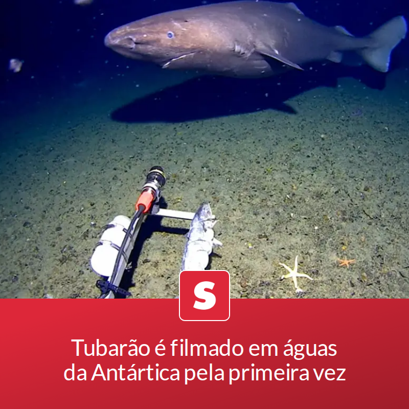 Tubarão é filmado em águas da Antártica pela primeira vez

Cientistas registram um tubarão no Oceano Antártico pela primeira vez, contrariando a ideia de que esse ambiente era gelado demais para esses animais.

📖 Leia a matéria no link - mrf.lu/z_2M