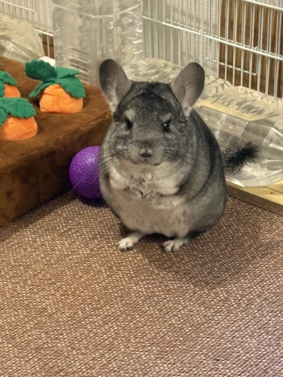 こういう表情は非常にレア🤩 #チンチラ