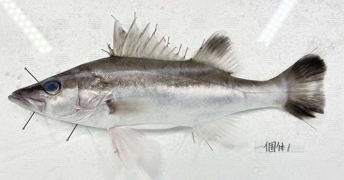 動脈。'26💜🍬🗼 (@scienceheart0) / Posts / X